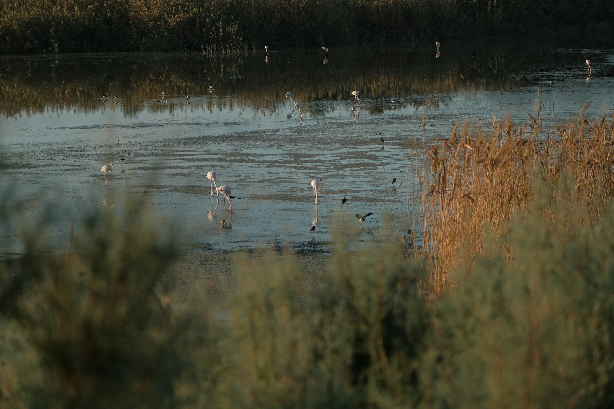 Flamants roses dans les zones humides de Camargue au coucher du soleil