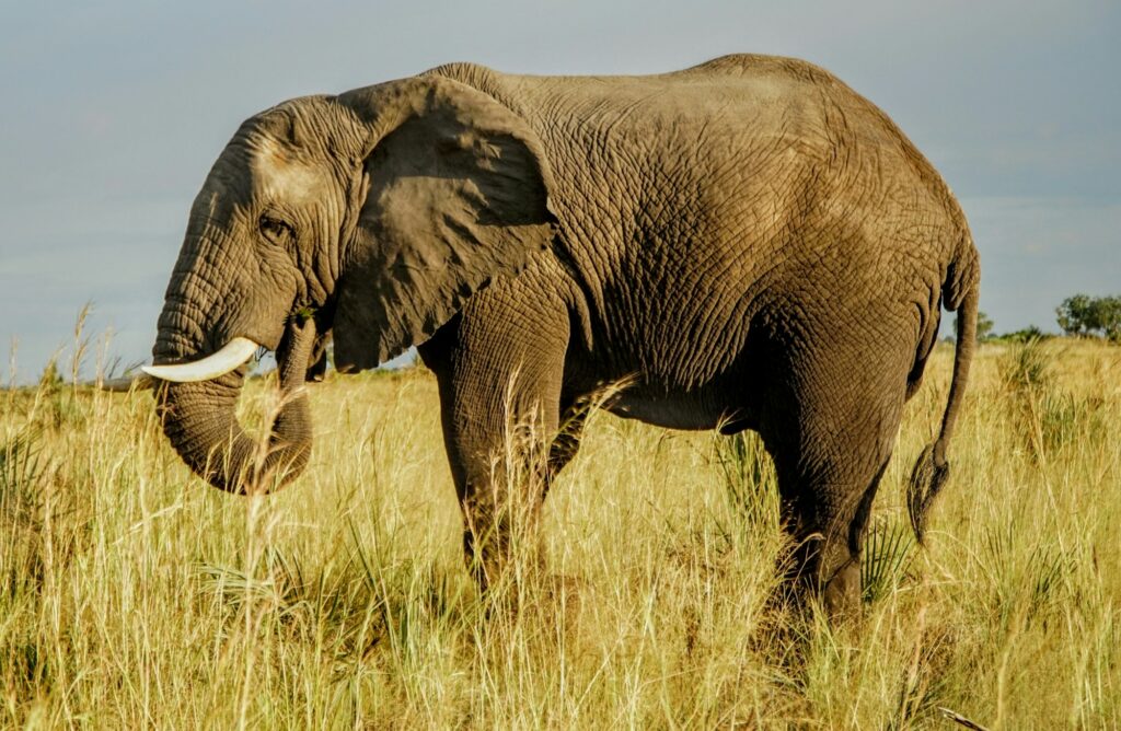 Éléphant traversant les eaux du delta de l'Okavango au Botswana