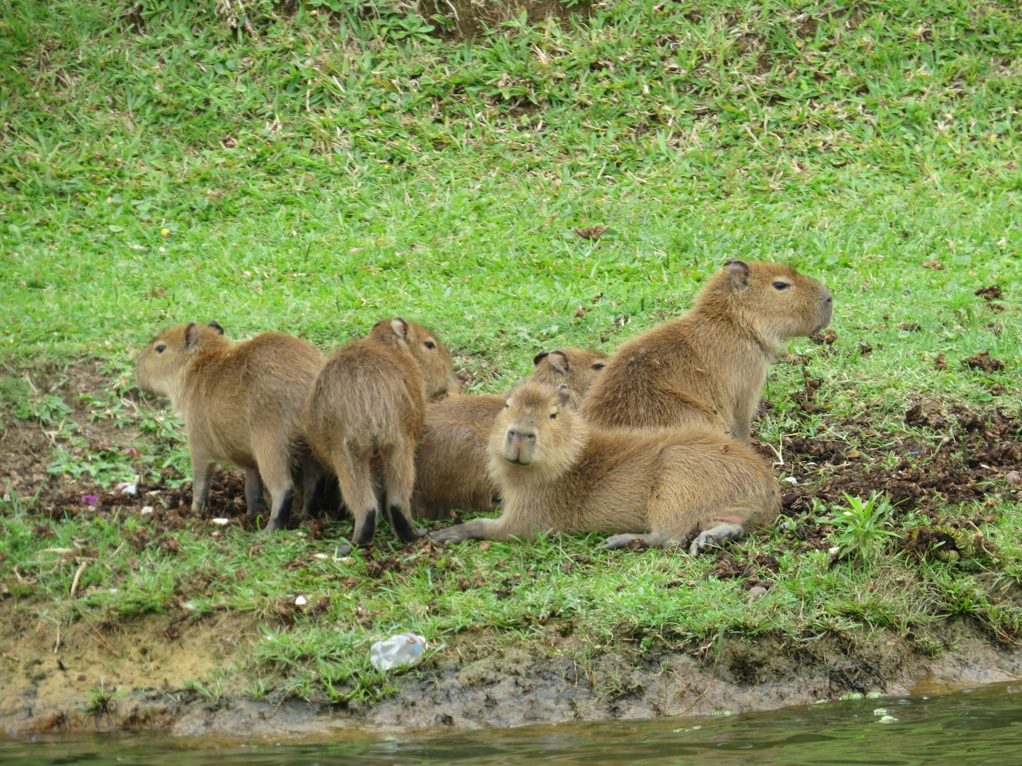 Capybara dans les zones humides d'Amérique du Sud, marais et végétation tropicale