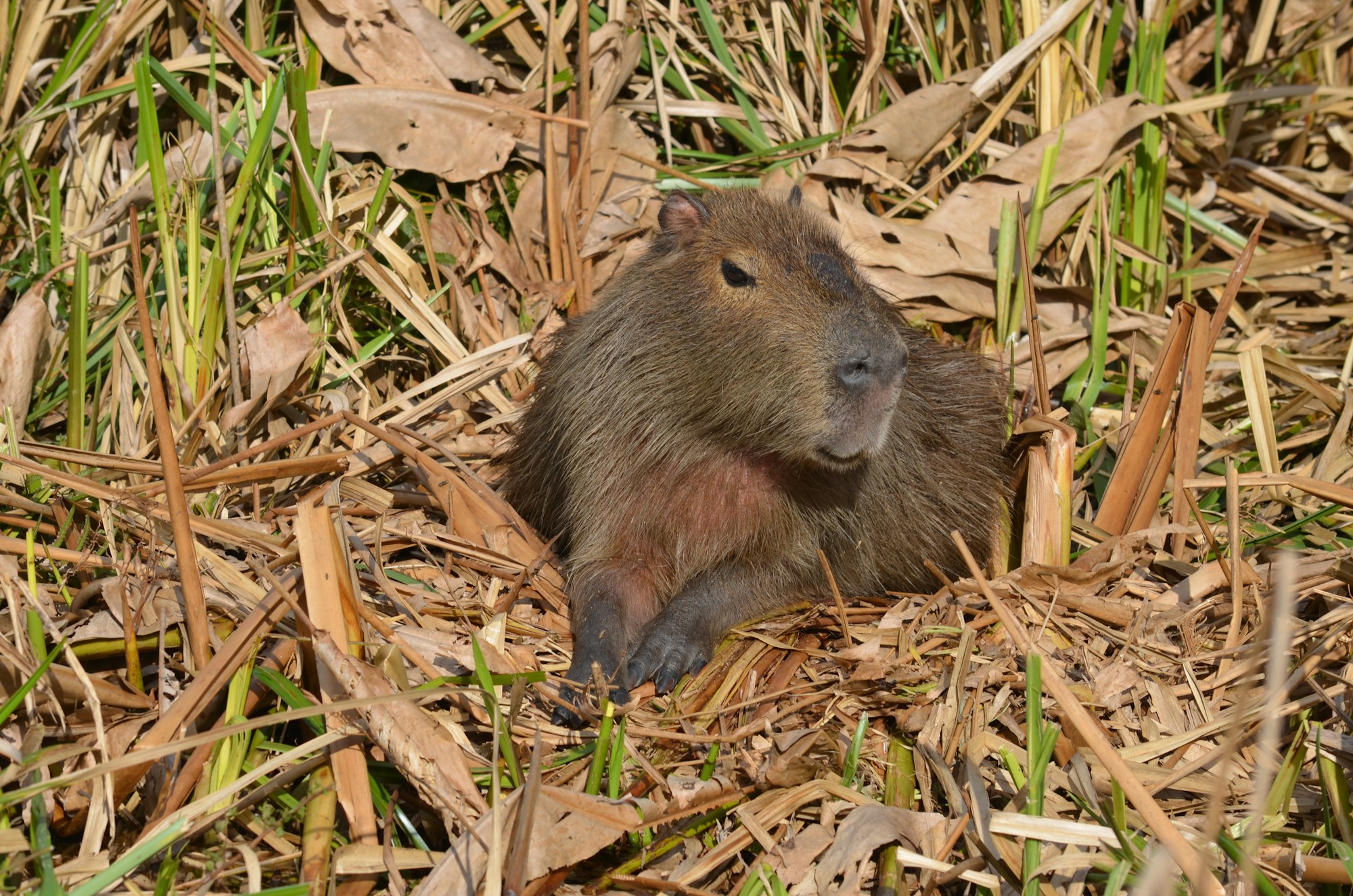 Capybara dans les zones humides de la savane sud-américaine