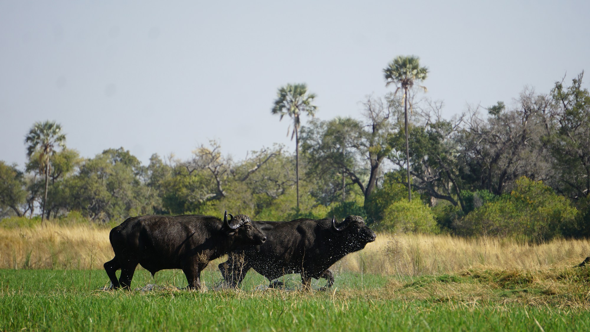 Troupeau de buffles dans la savane du Botswana près de la réserve de Moremi