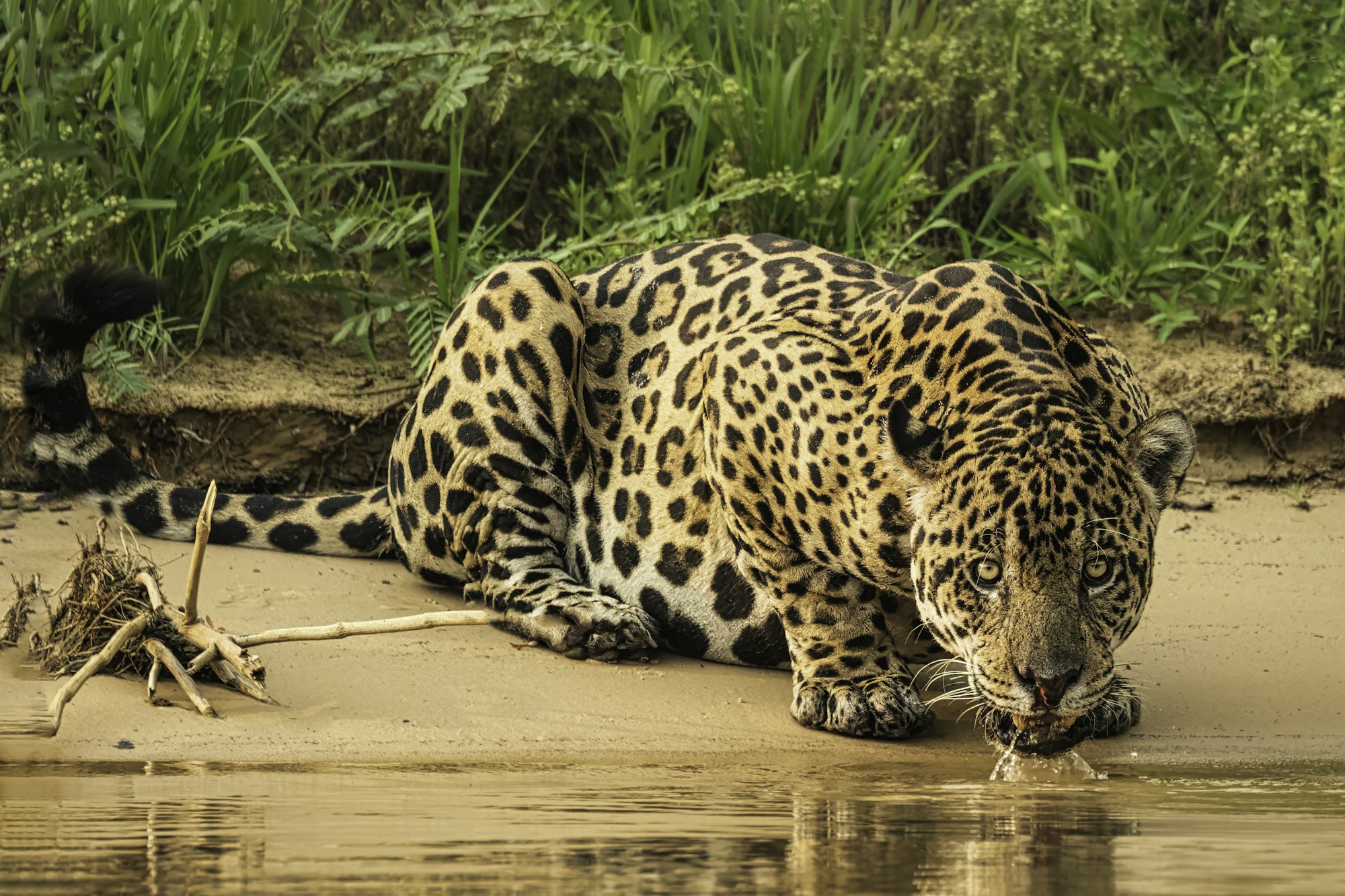 Jaguar dans les zones humides du Pantanal au Brésil, observé depuis un bateau sur le fleuve