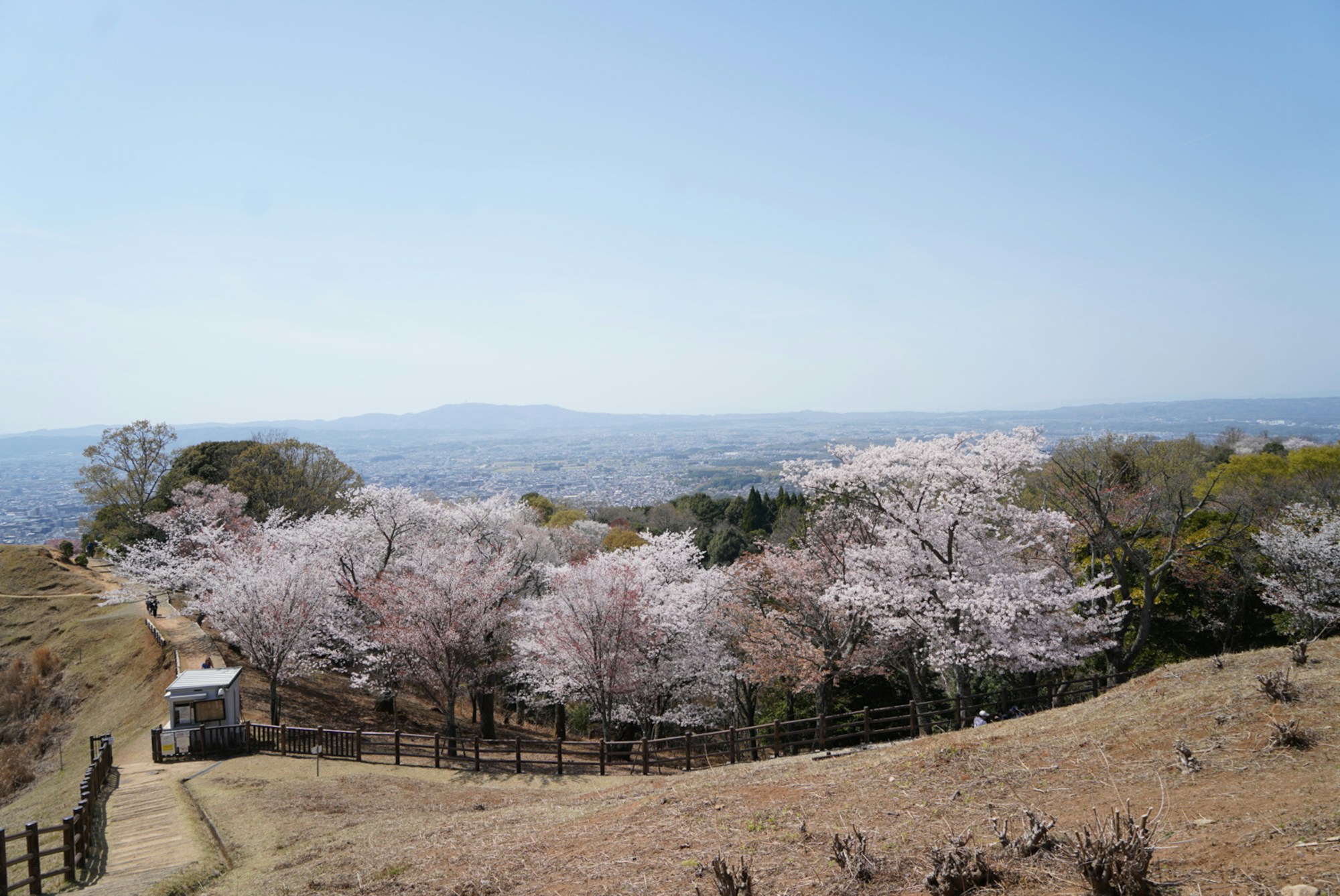 Cerisiers en fleurs sur une colline boisée surplombant une ville japonaise, ciel bleu de printemps