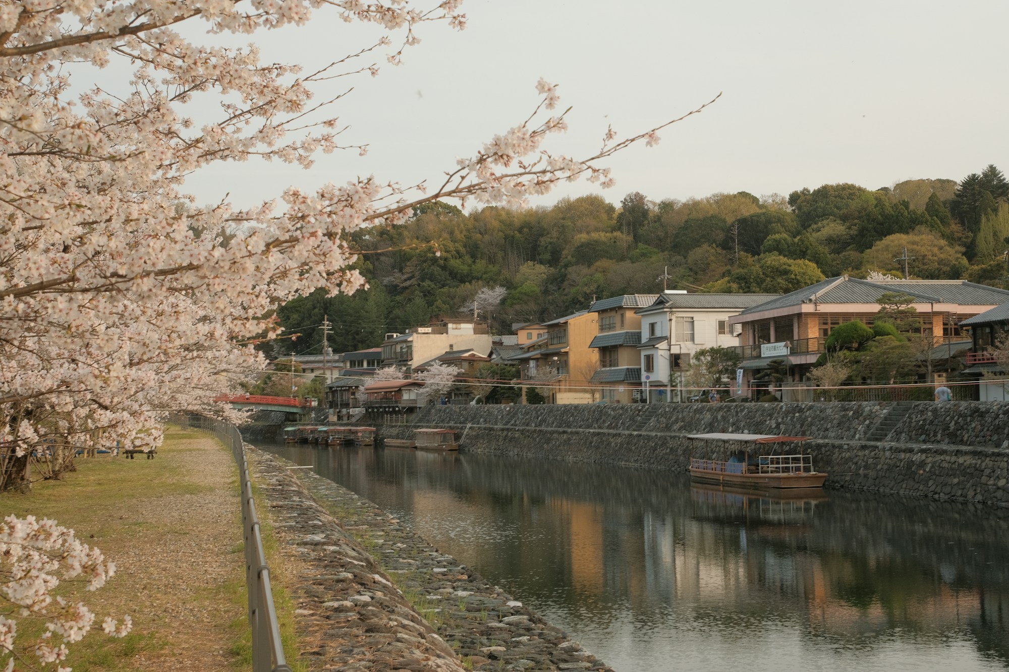 Cerisiers en fleurs surplombant une rivière japonaise au printemps, fleurs roses reflétées dans l'eau