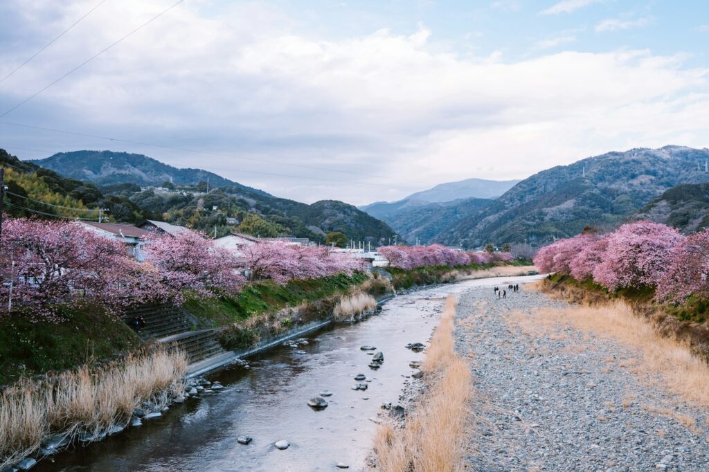 Rivière japonaise bordée de cerisiers en fleurs au printemps, vallon montagneux du Japon
