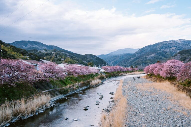 Sake e Sakura: Viaggio di Primavera 2026 nelle Regioni Produttrici di Sake del Giappone