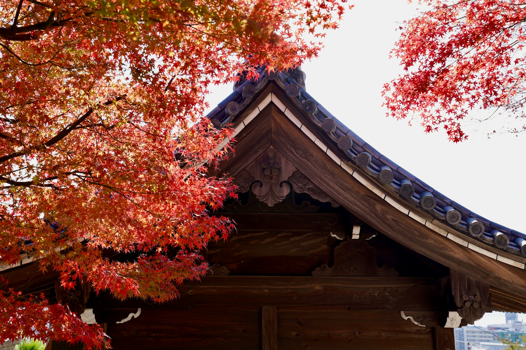 Sanctuaire Tenman de Kobe, Japon, architecture traditionnelle et jardin automnal