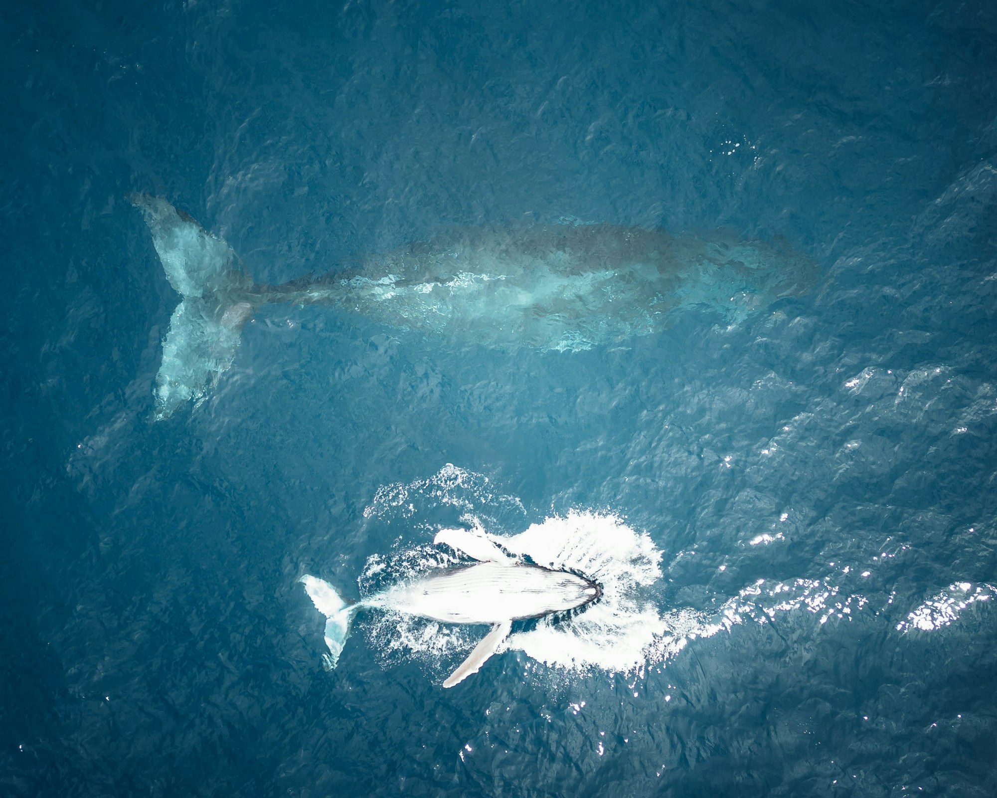 Humpback whale swimming in the deep blue waters of the Pacific