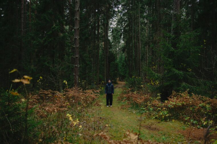 Shinrin-yoku 2026: The Best Forest Bathing Destinations in the World