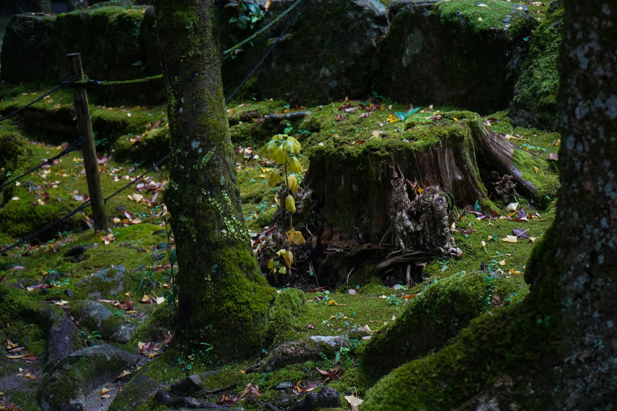 Bosque japonés místico con rayos de luz filtrándose a través de cedros centenarios, Akasawa