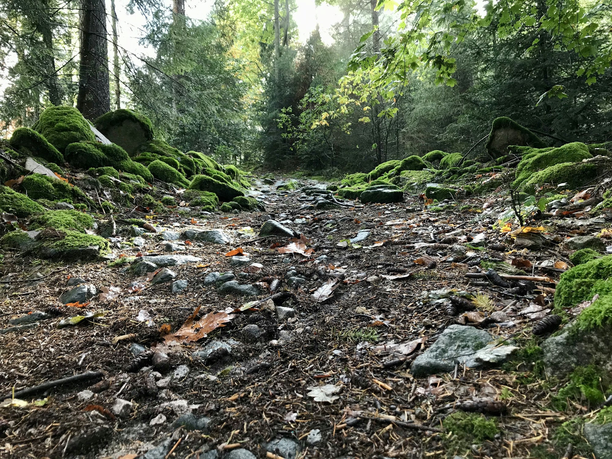 Selva Negra (Schwarzwald) en Alemania, bosque denso de abetos con sotobosque cubierto de musgo