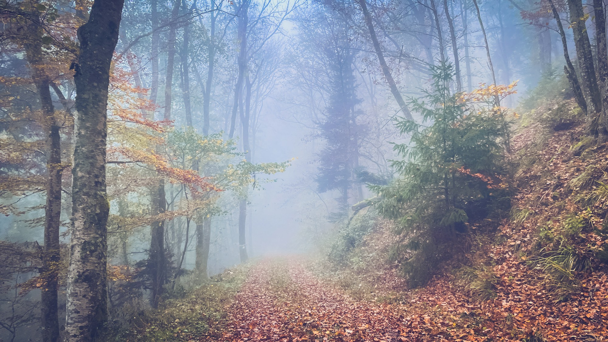 Sendero de bosque neblinoso en otoño en los Vosgos, hojas en el suelo y luz matinal suave
