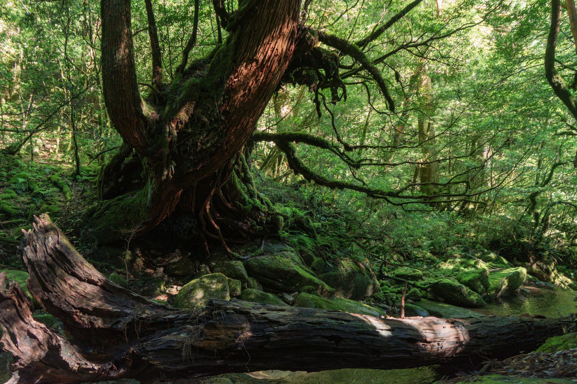 Sendero Shiratani en Yakushima, bosque ancestral cubierto de musgo verde