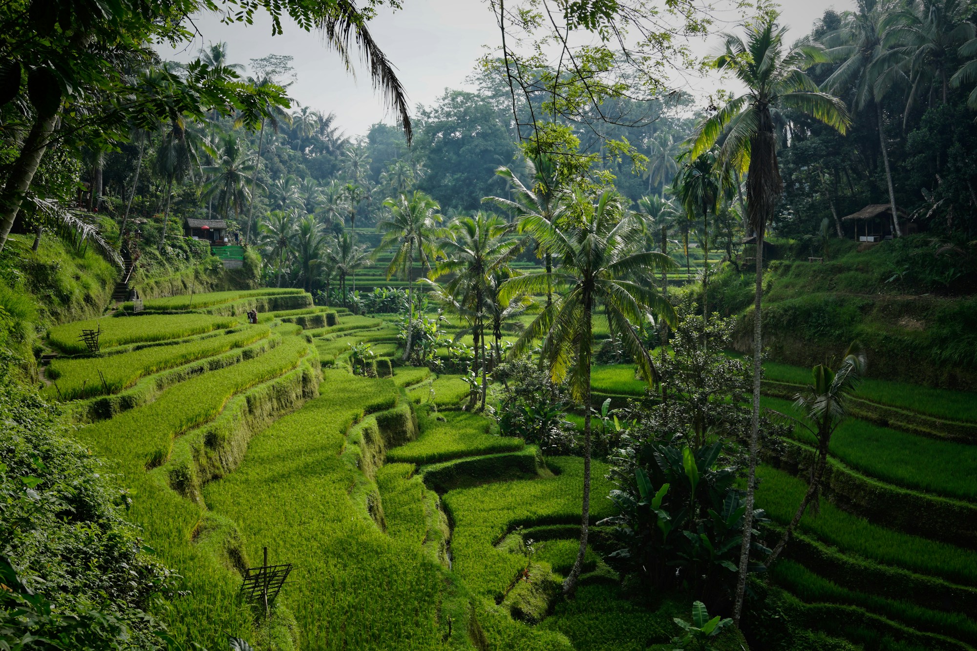 Rizières en terrasses de Tegalalang près d'Ubud à Bali