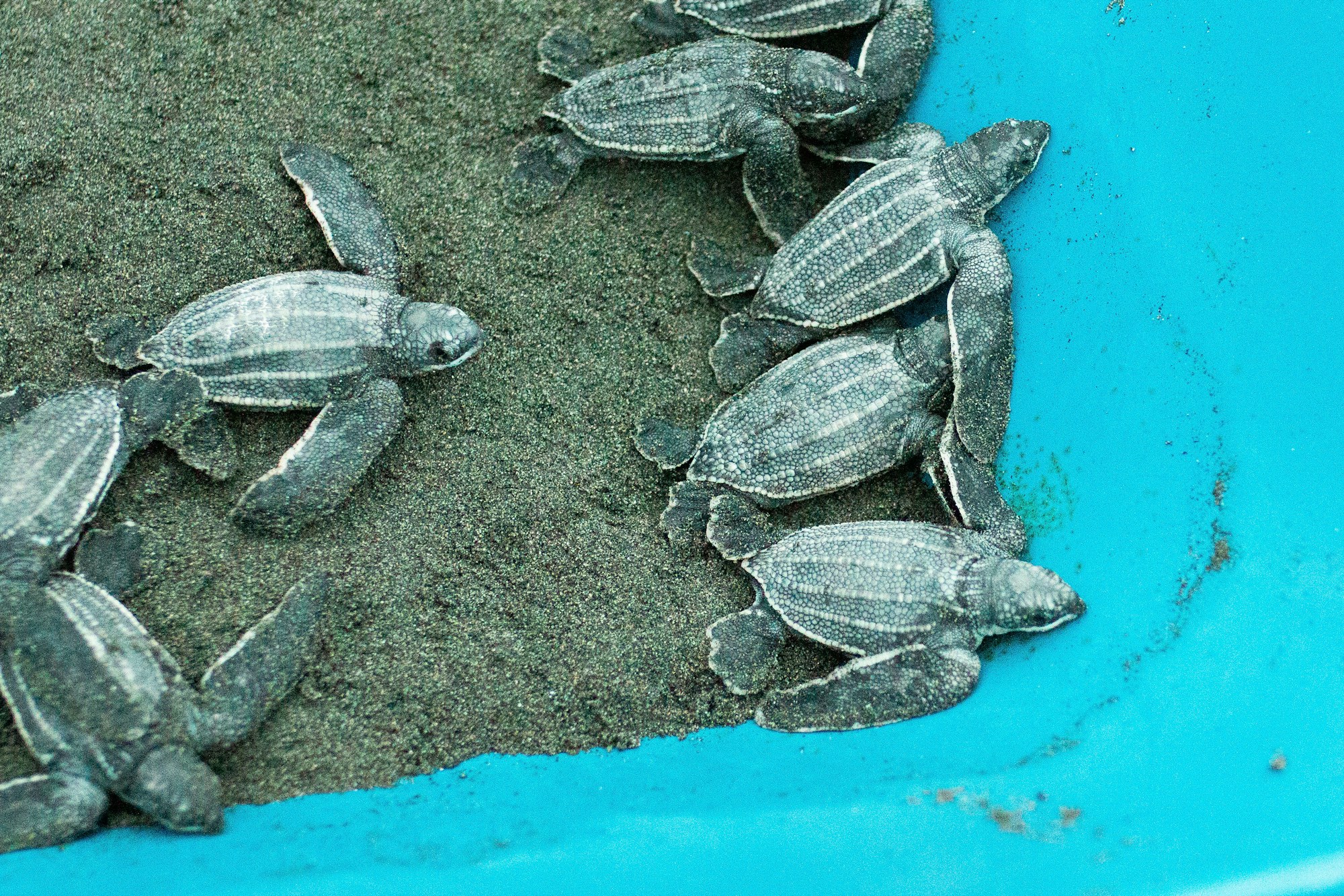 Baby sea turtles making their way to the ocean on a Costa Rica beach, a protected species thanks to the conservation programs of the Osa Peninsula