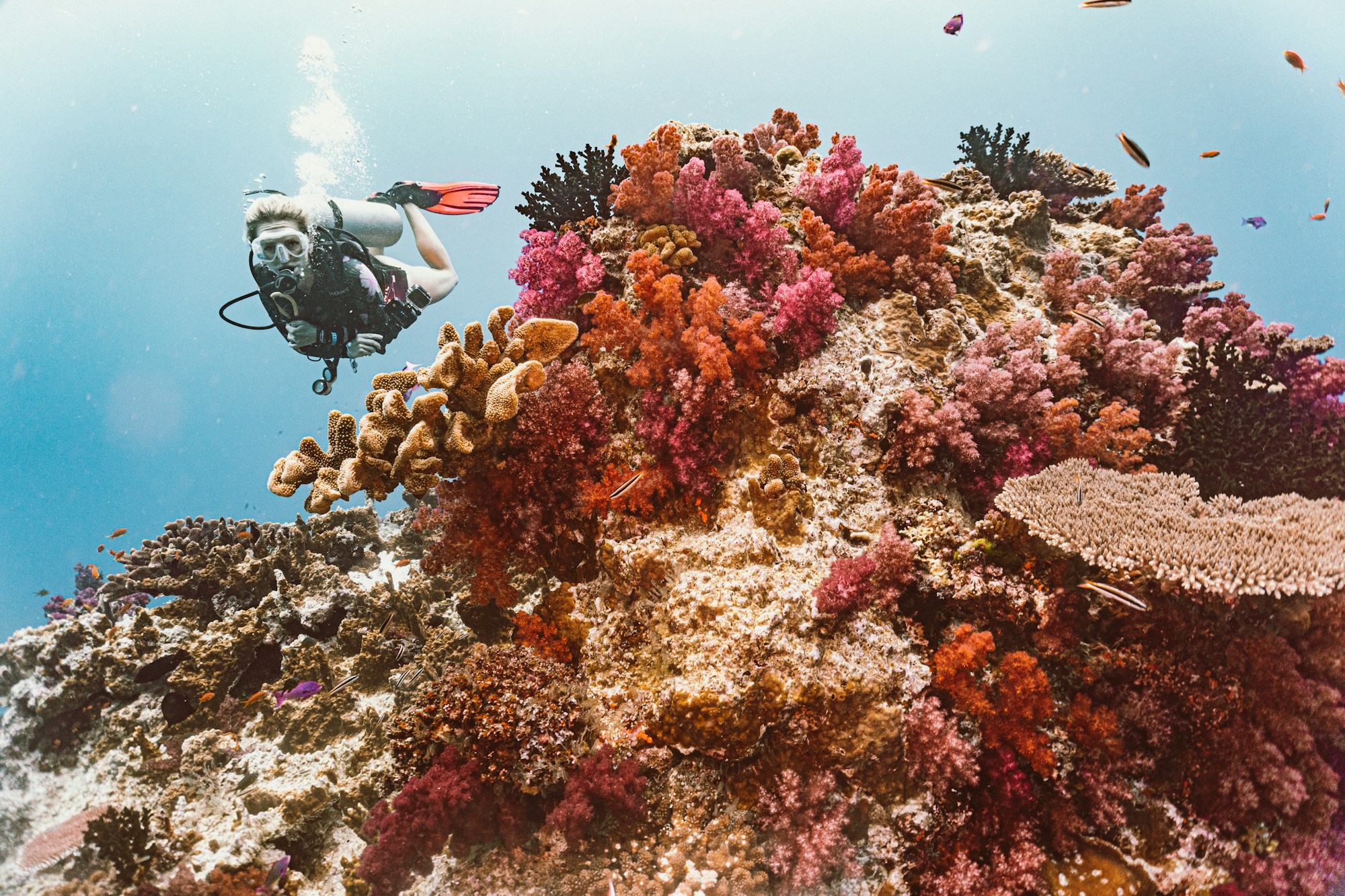 Diver exploring the Rainbow Reef in Fiji, one of the Pacific's richest coral reefs requiring urgent conservation