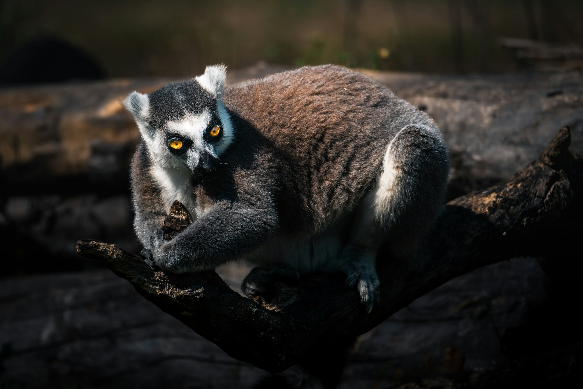 Ring-tailed lemur in its natural habitat in Madagascar, an endangered species whose conservation depends on long-term volunteers