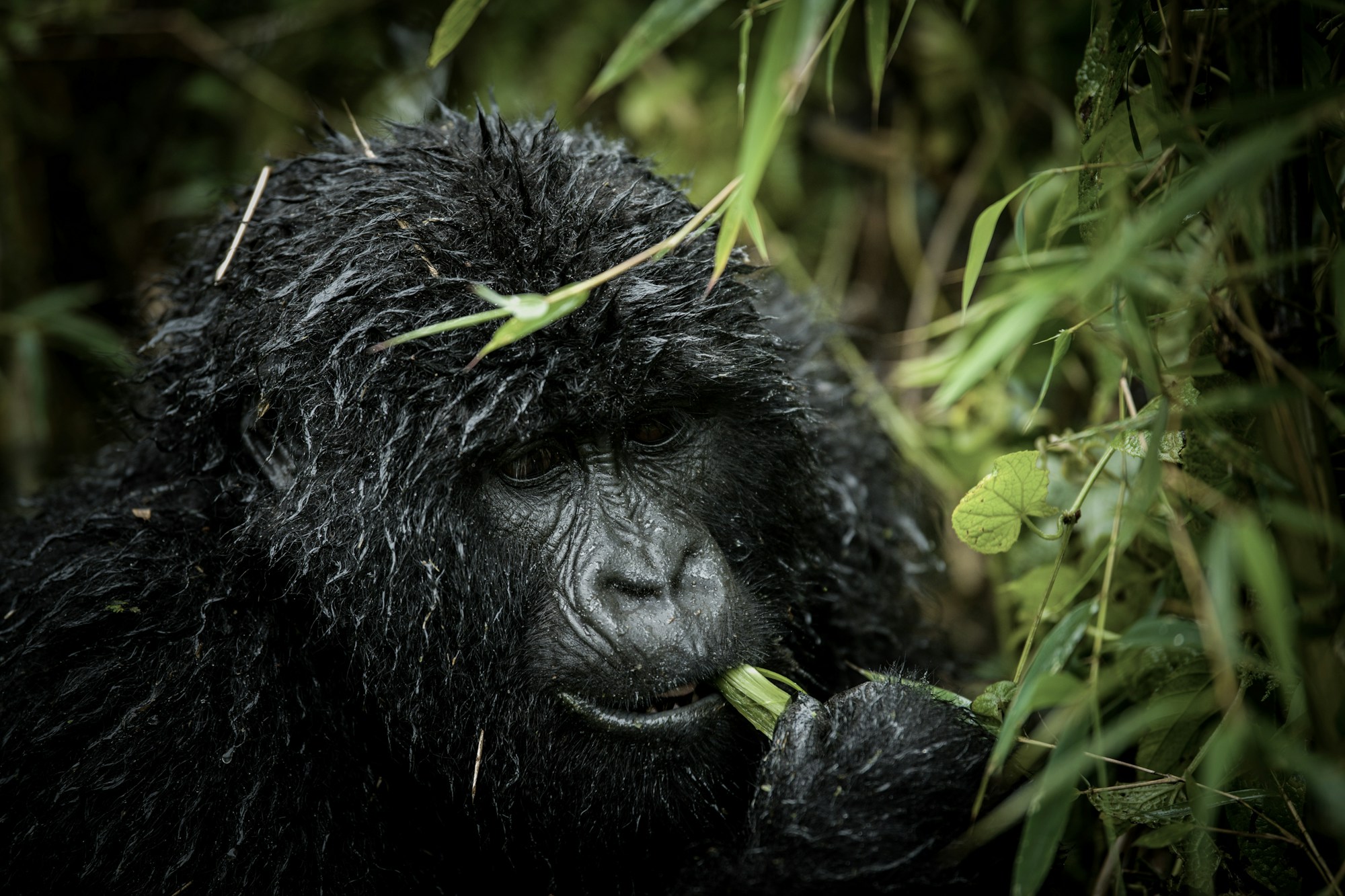 Mountain gorilla feeding in the forest of Volcanoes National Park in Rwanda, one of the world's most endangered species