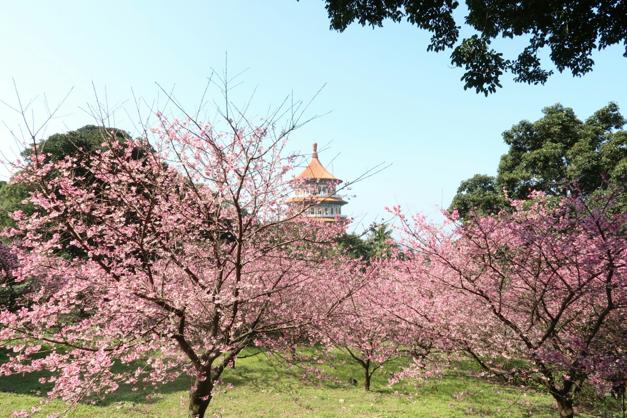 Cerisiers en fleurs au temple Wuji Tianyuan à Taiwan au printemps