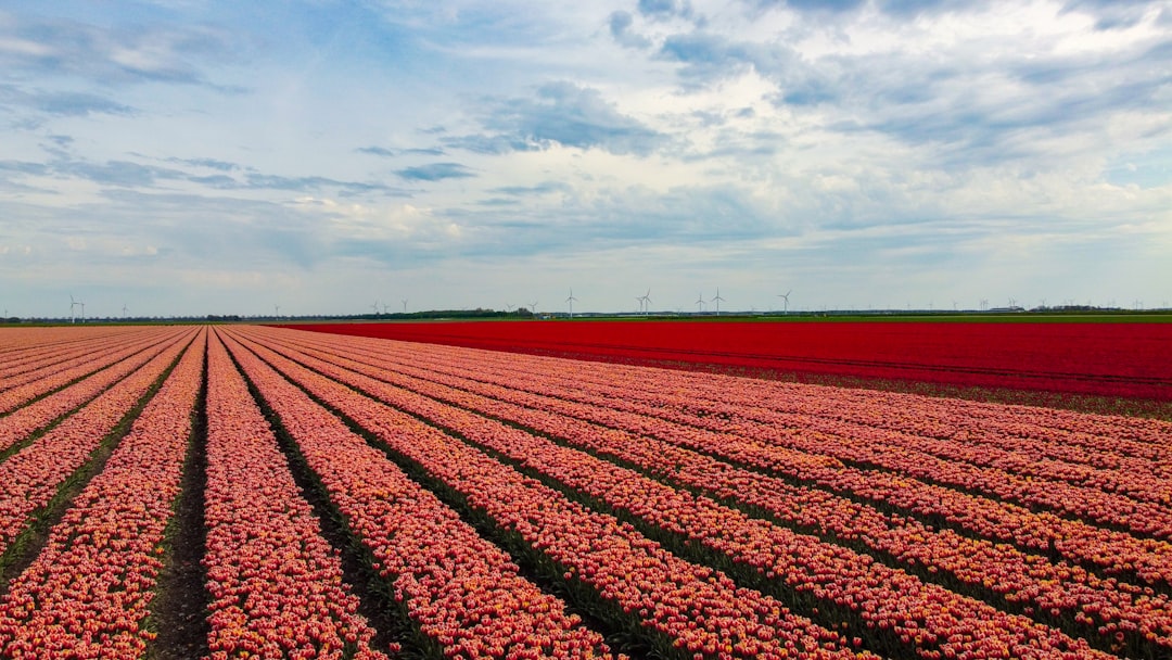 Vue aérienne de rangées de tulipes multicolores créant un motif géométrique spectaculaire aux Pays-Bas