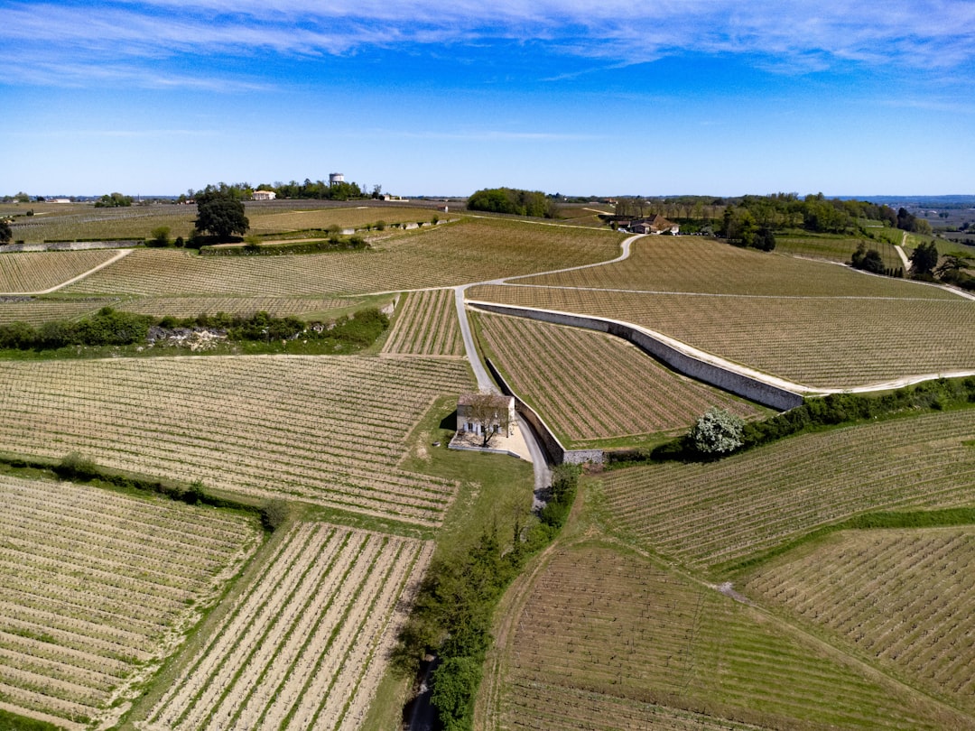 Vignobles de Saint-Émilion en Gironde, rangées de vignes s'étendant dans le paysage bordelais
