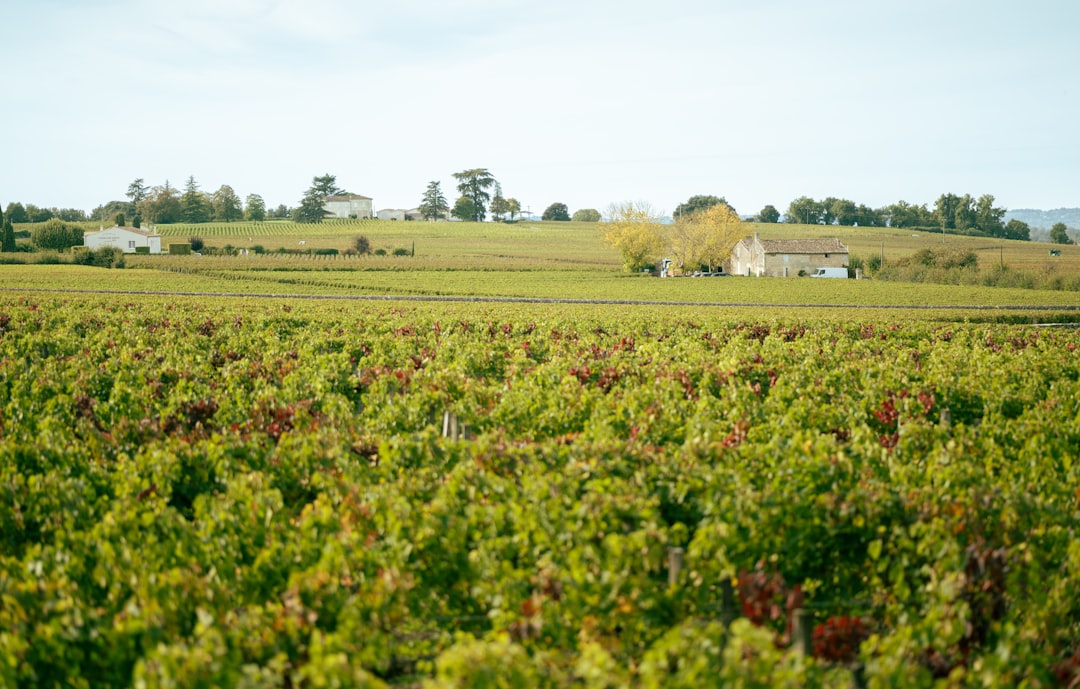 Vignobles de Bordeaux au soleil couchant, rangées de vignes s'étendant vers l'horizon