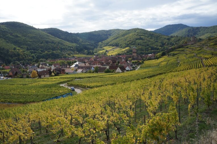 Oenotourisme Bien-Être 2026 : Yoga, Spa et Vignobles en France
