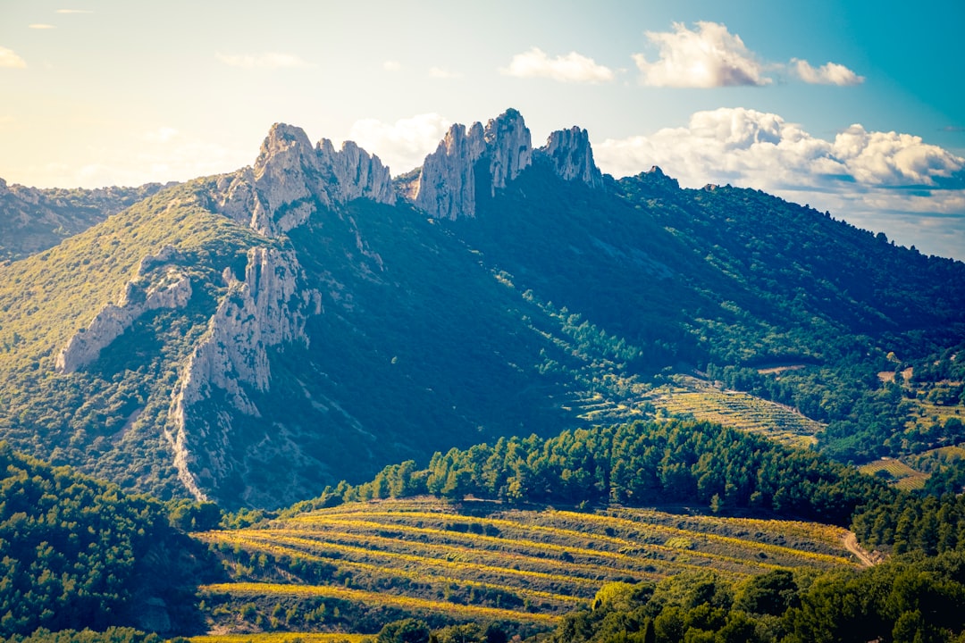 Vignobles provençaux au pied des Dentelles de Montmirail, paysage ensoleillé