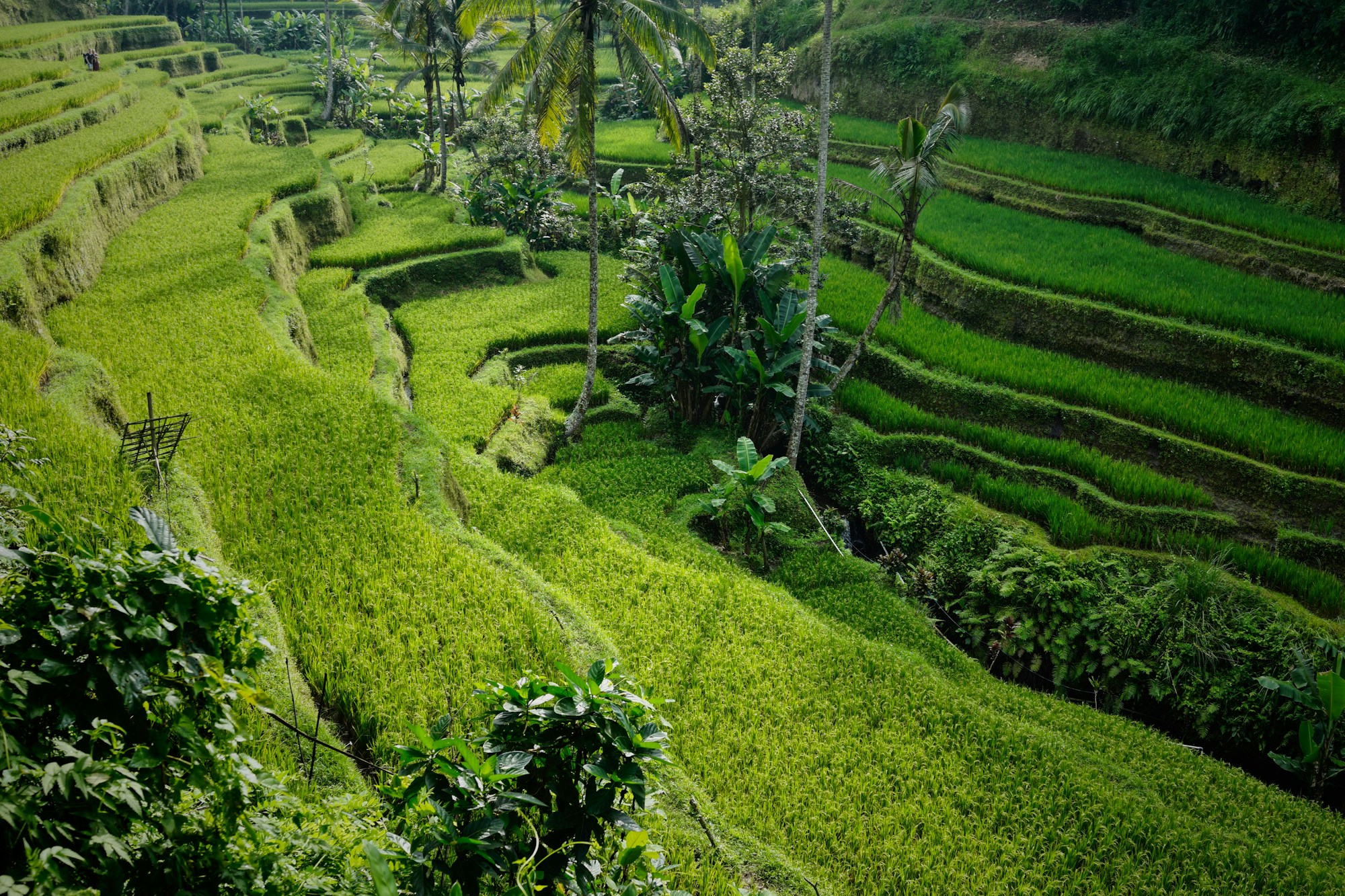 Tegalalang rice terraces in Bali, Indonesia, at sunrise