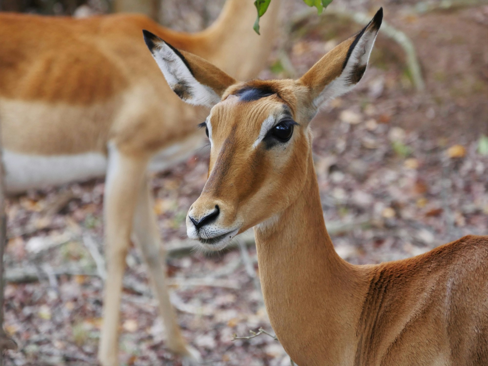 Impala dans le Parc National d'Akagera, Rwanda