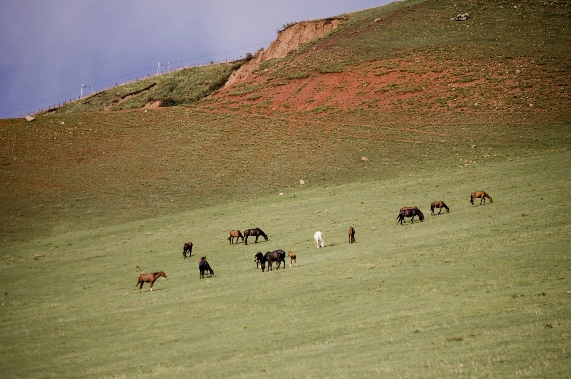 Troupeau de chevaux sur les collines verdoyantes du Kirghizistan