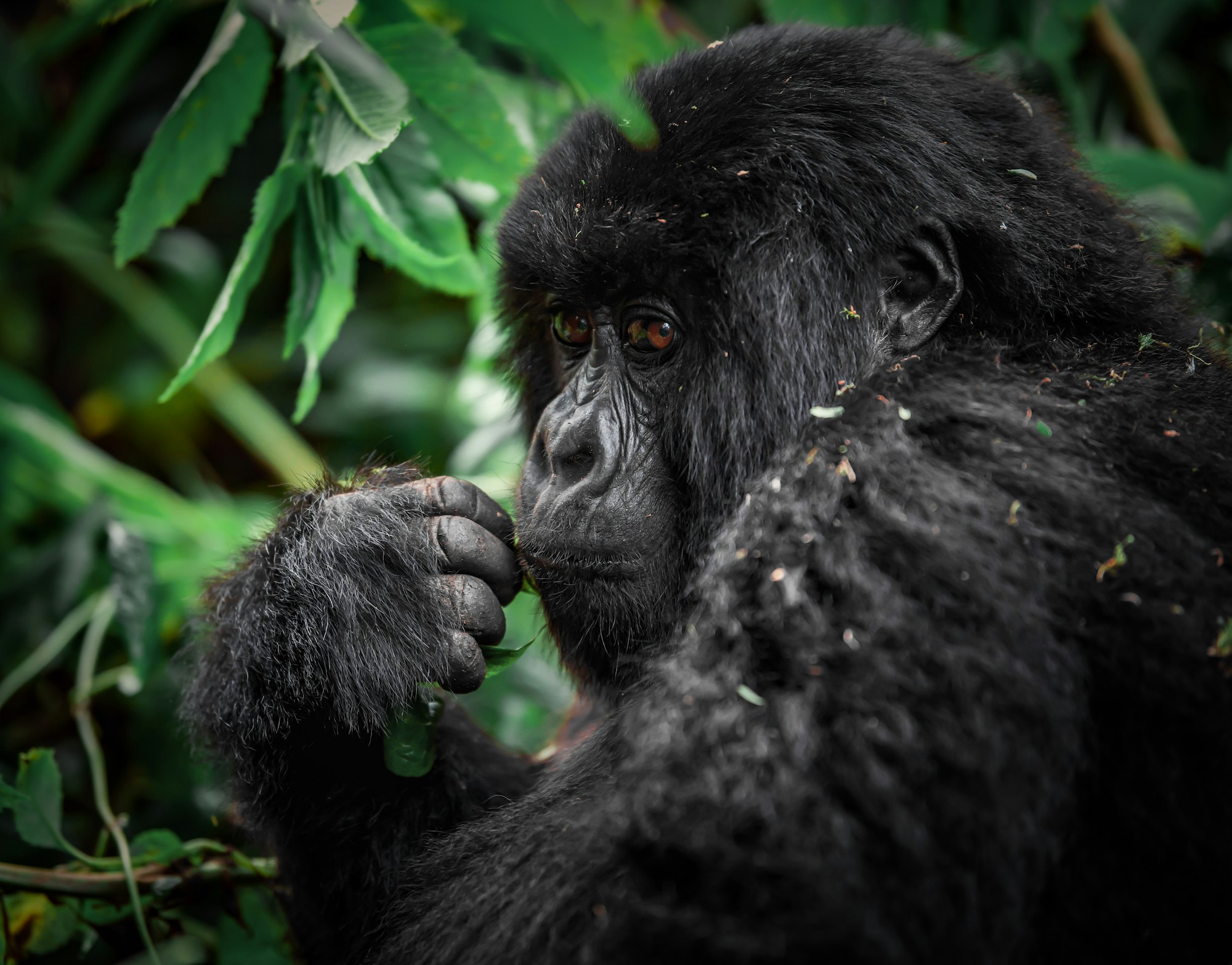 Portrait intense et expressif d'un gorille de montagne dans la forêt du Rwanda