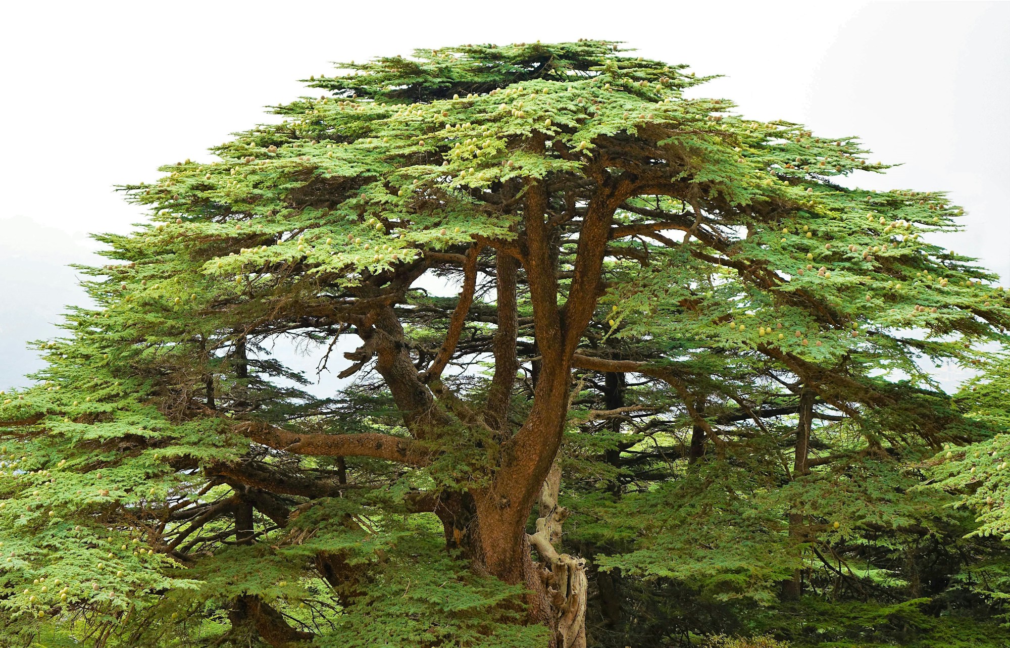 Majestuoso Cedro del Líbano (Cedrus libani) en el bosque del Chouf, Líbano