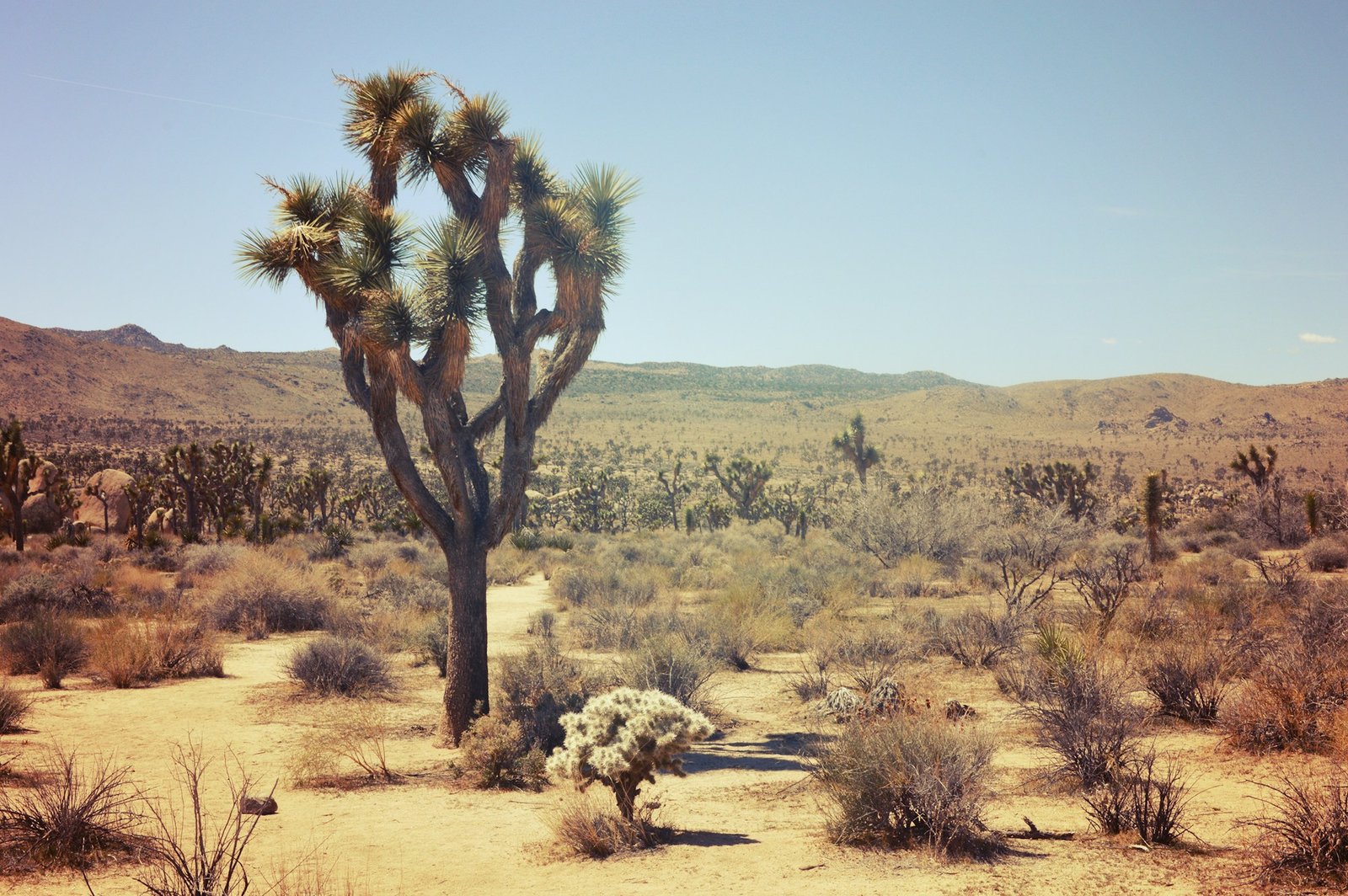 Cactus Joshua Tree au coucher du soleil dans le parc national de Californie