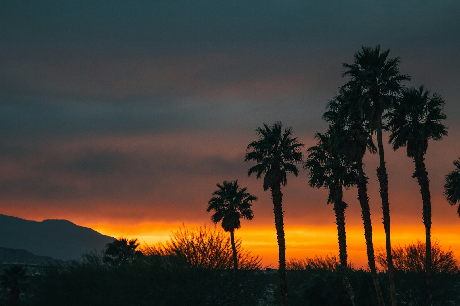 Palmiers devant un ciel orangé au coucher du soleil à Palm Springs, Californie
