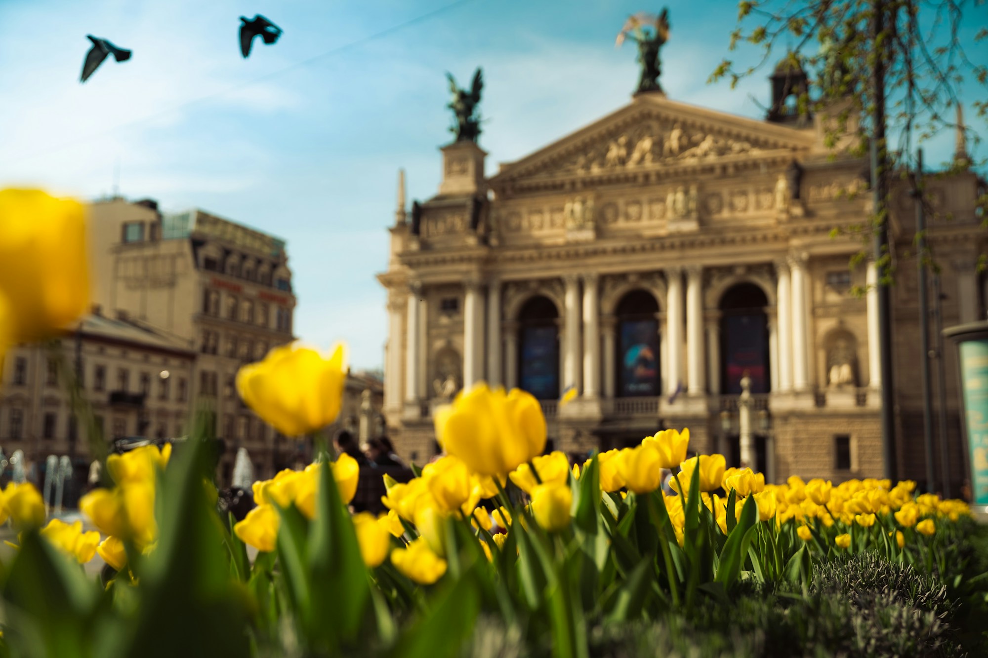 Architecture baroque de Lviv en Ukraine avec tulipes printanières