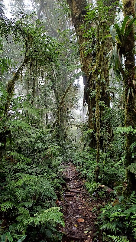 La réserve de Santa Elena – Réserve de forêt de nuages de Santa Elena, Tilarán (photo 2)
