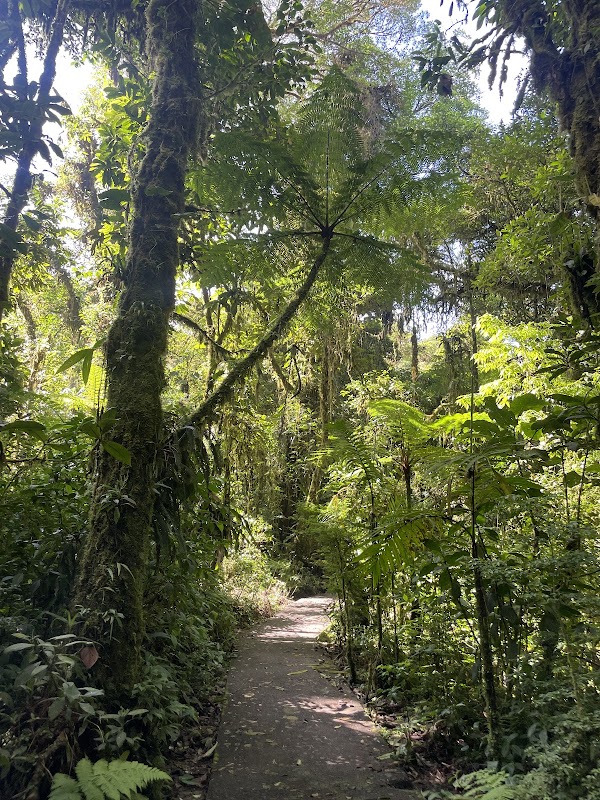 La réserve de Santa Elena – Réserve de forêt de nuages de Santa Elena, Tilarán (photo 3)