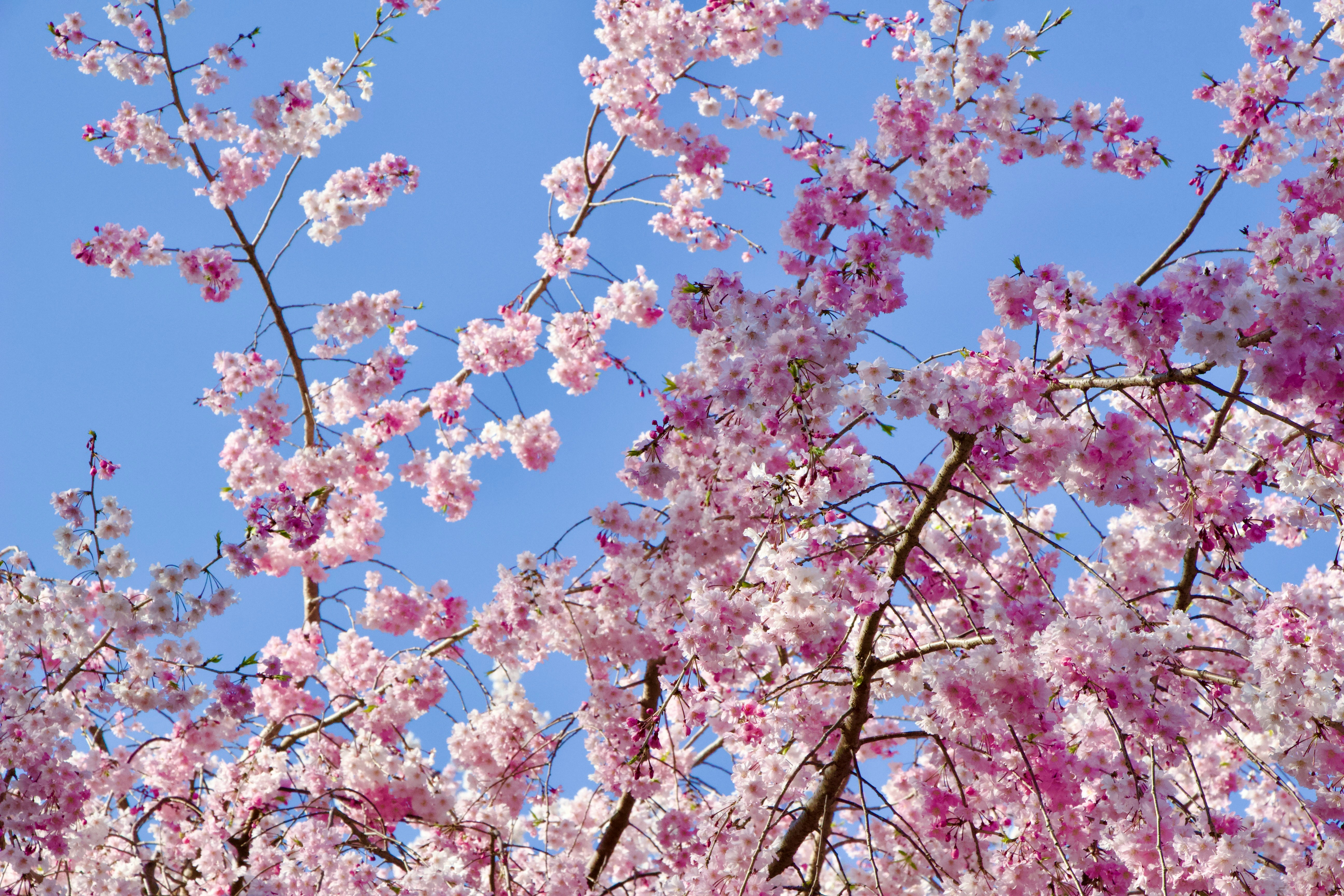 Cerisiers en fleurs au Japon au printemps, la période idéale pour visiter le Studio Ghibli Park à Nagoya avec la magie des sakuras