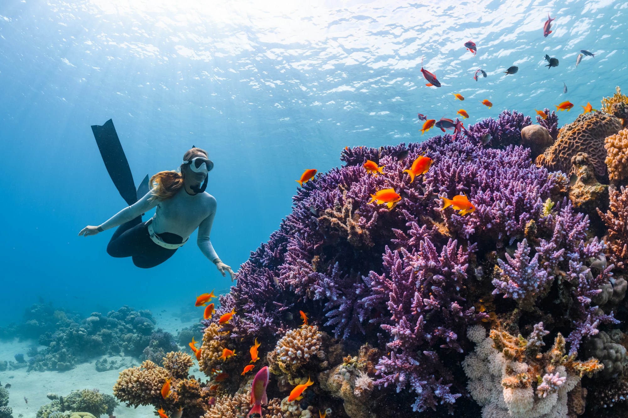 Coral reefs and marine biodiversity in the NEOM islands, Red Sea, Saudi Arabia