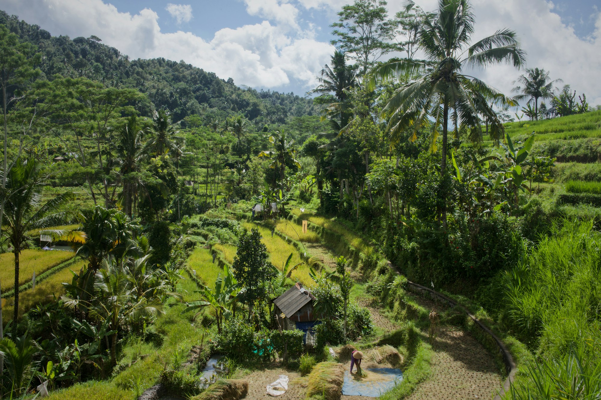 Terraced rice fields in Bali, Indonesia, surrounded by palm trees under a bright sky