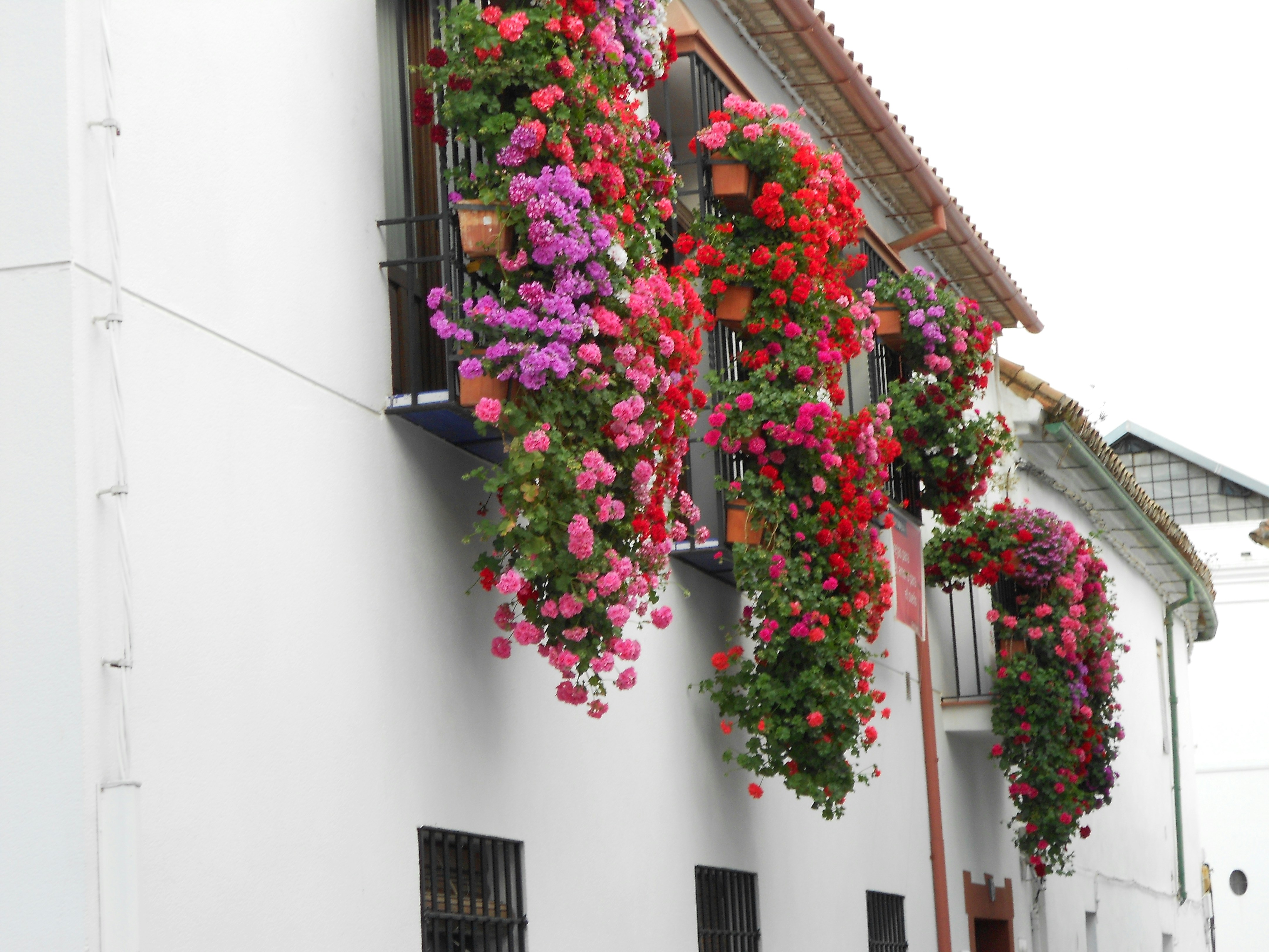 Fachada florida de una casa cordobesa cubierta de macetas de geranios durante el festival de los patios