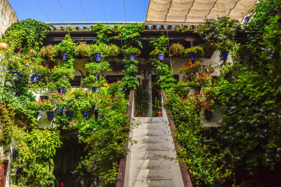 Patio del barrio San Basilio en Córdoba cubierto de macetas y geranios de colores durante el festival 2026