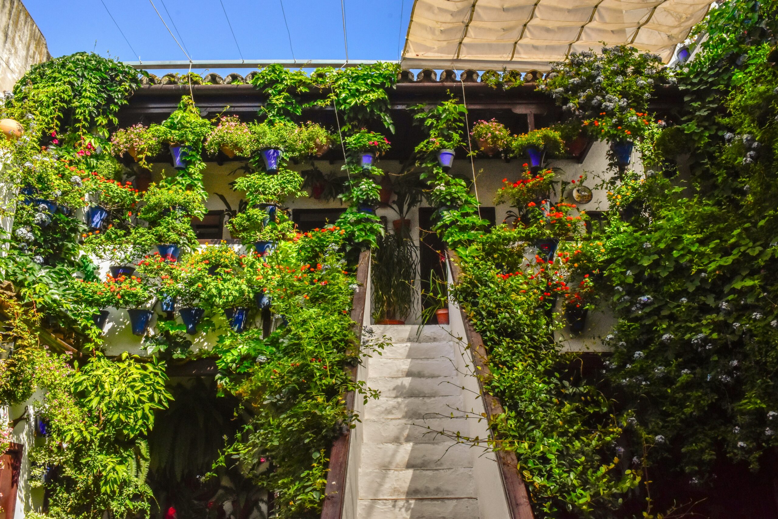 Bâtiment de Córdoba recouvert de plantes et géraniums lors du festival des Patios