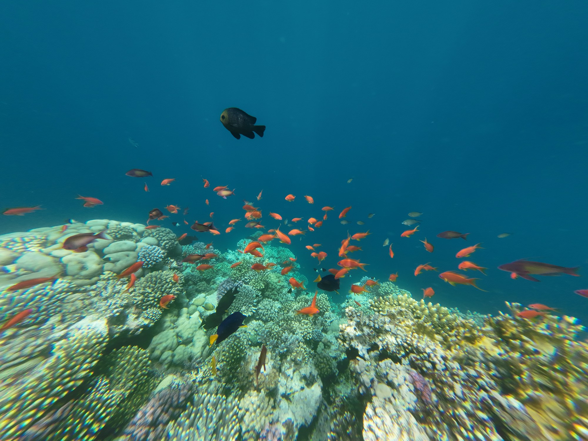 Immersione subacquea nel Blue Hole di Dahab, Mar Rosso, Egitto