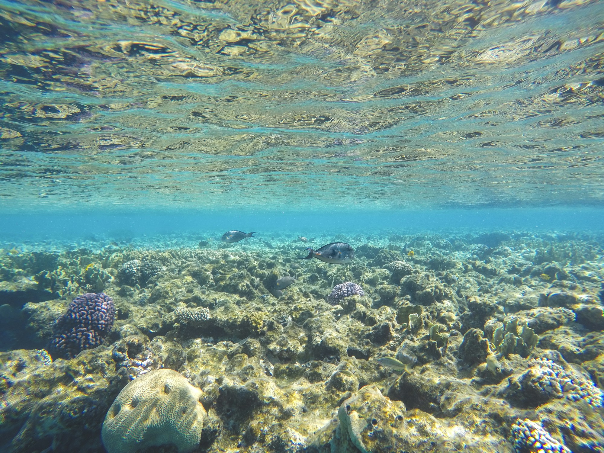 Barriera corallina subacquea nel Mar Rosso a Sharm el-Sheikh, Egitto