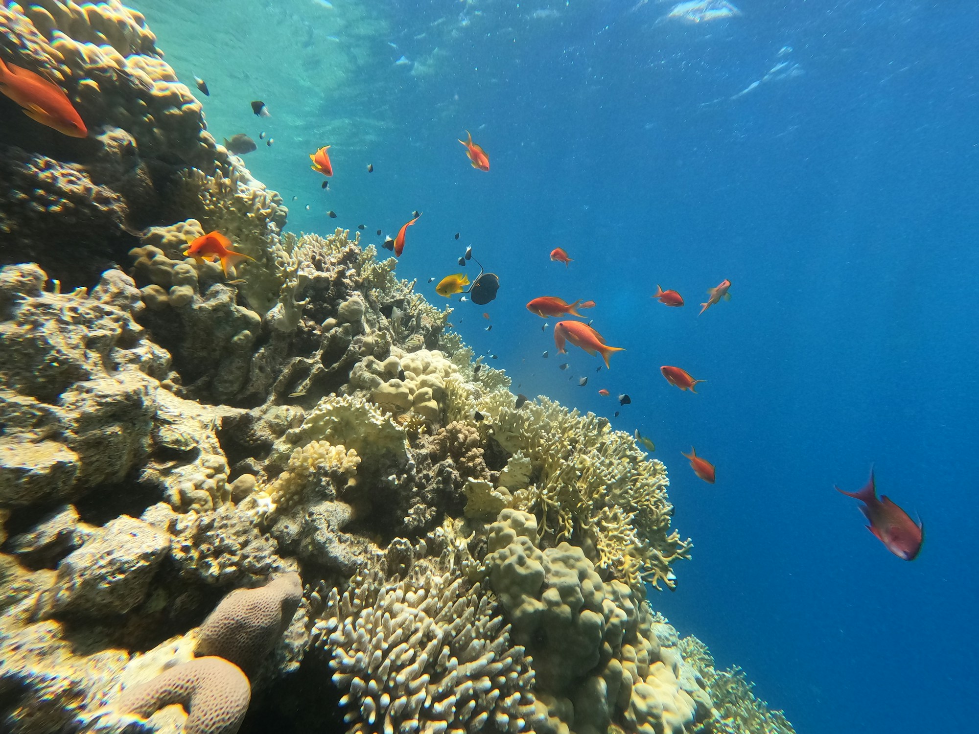 Vita marina del Mar Rosso: pesci tropicali e coralli colorati sott'acqua