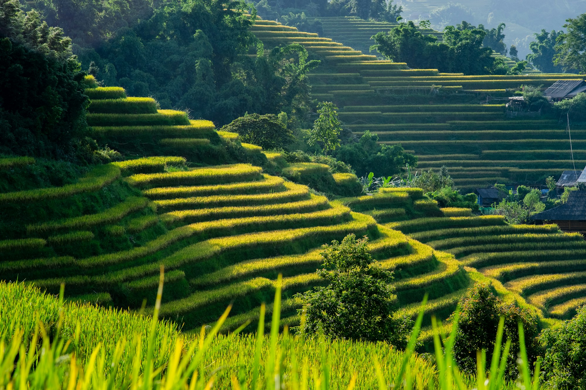 Lush green terraced rice fields of Sapa in northern Vietnam