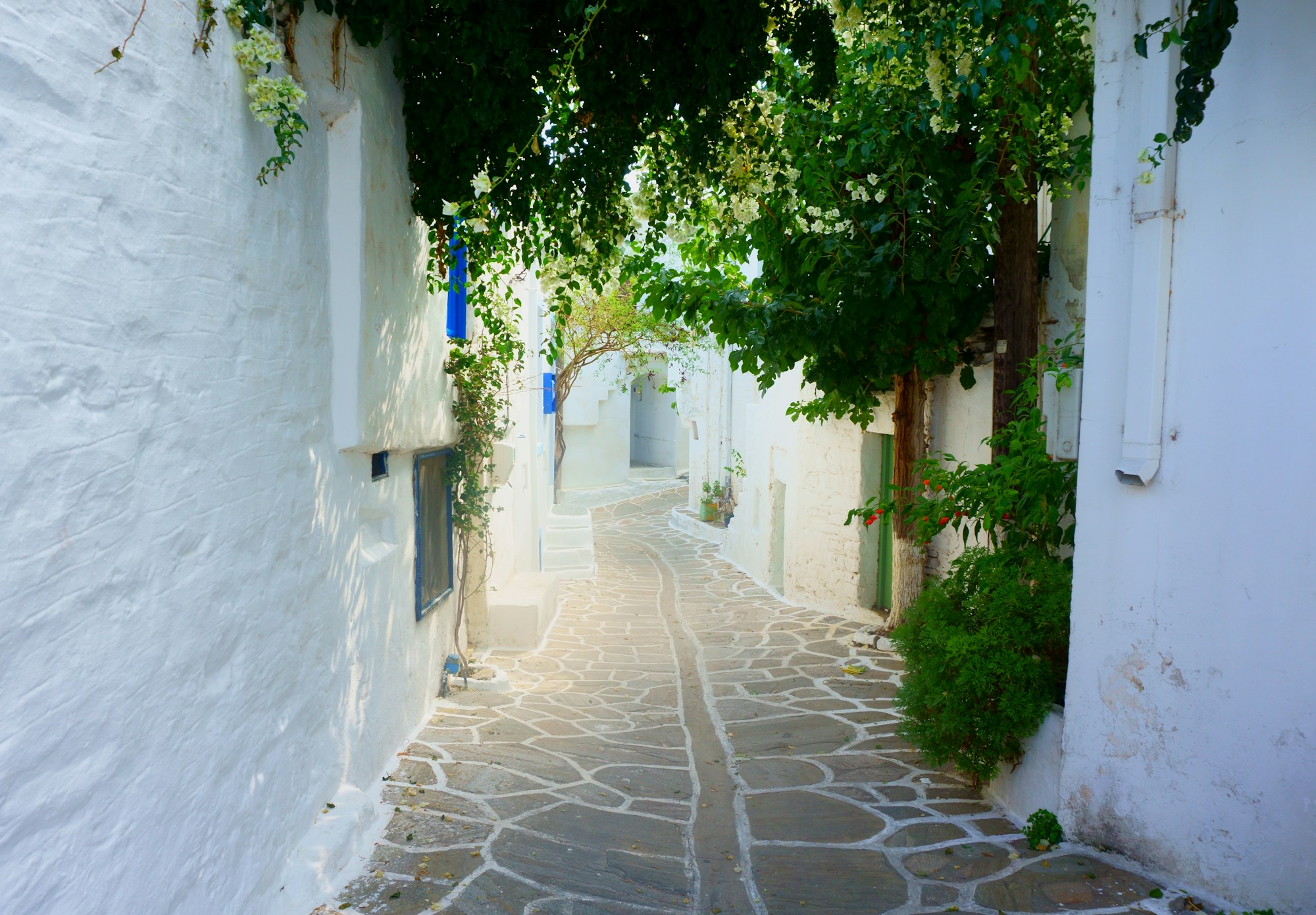 Picturesque road flanked by white and blue houses on the island of Paros, Cyclades, Greece