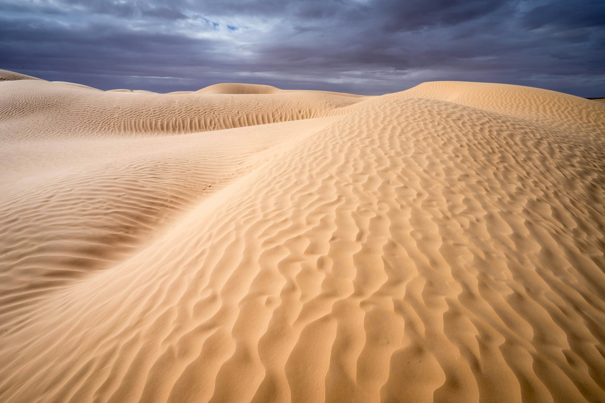 Dunes de sable dorées à Tozeur, aux portes du Sahara tunisien
